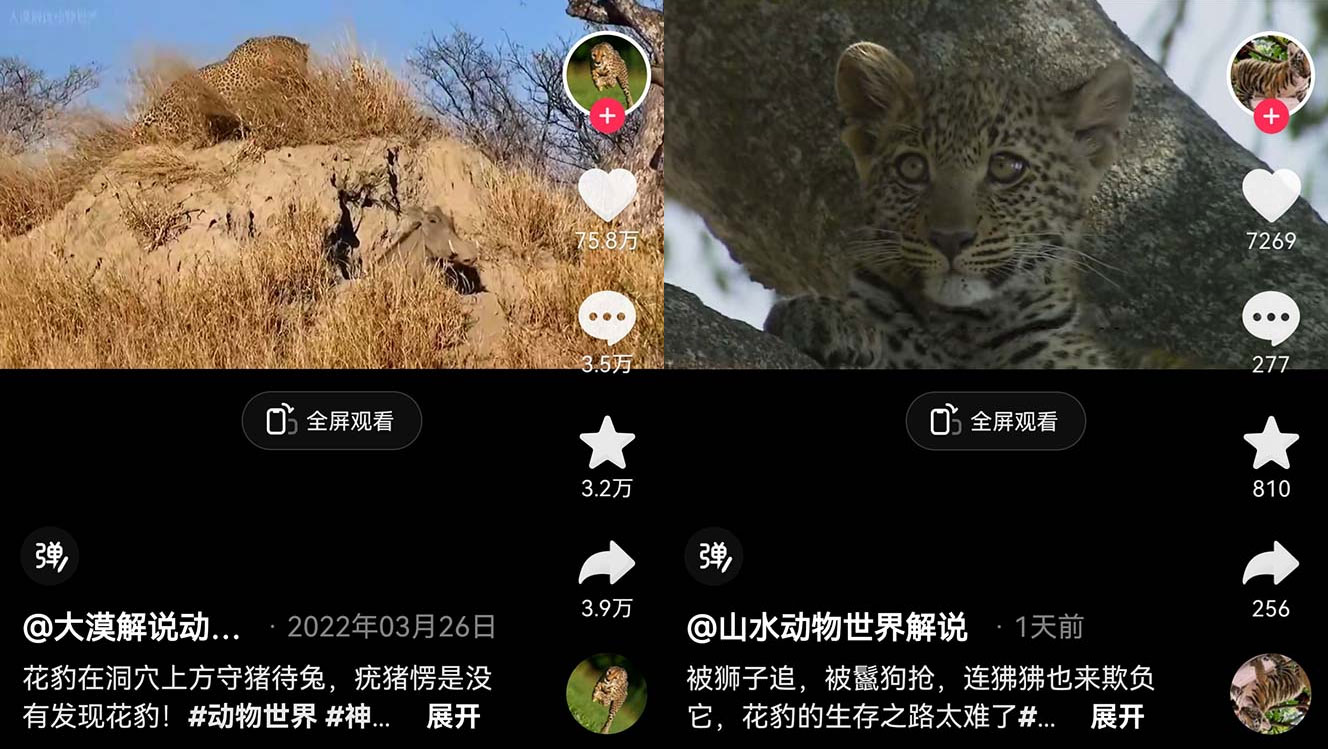 外面卖 1699 的国外纪录片解说：动物、美食、动画片解说，稳过中视频CityMate项目资源网项目资源网